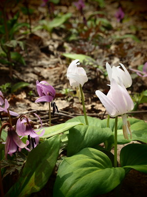 b0147224_150651.jpg