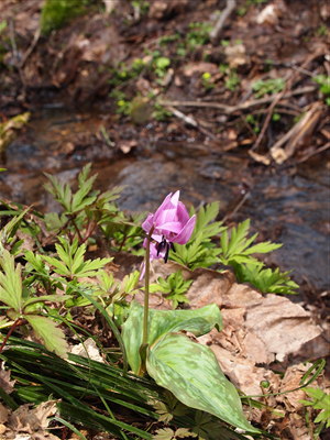 b0147224_1575926.jpg