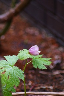 f0170524_13302018.jpg