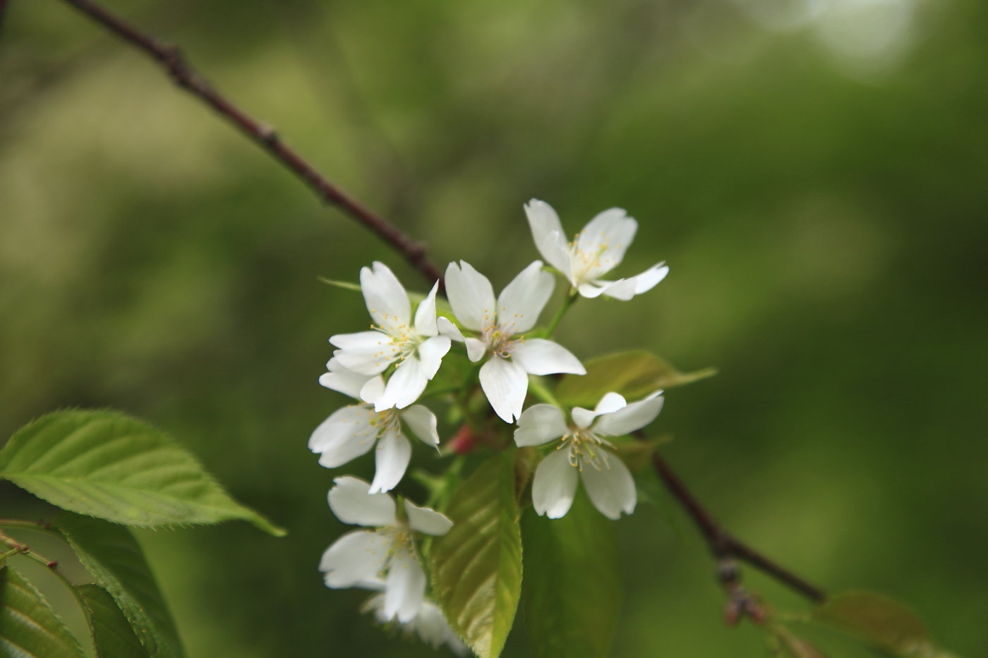 最後の桜_b0164726_21203169.jpg