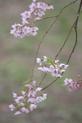 2011　弘前城の桜　その２_d0038630_15441198.jpg