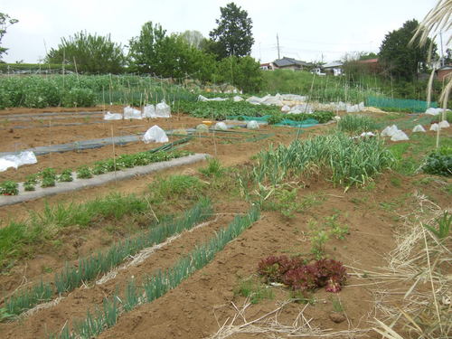 夏野菜の植え付けも終盤....早生タマネギの収穫!_b0137932_746051.jpg