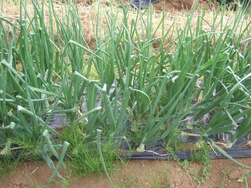 夏野菜の植え付けも終盤....早生タマネギの収穫!_b0137932_7472320.jpg