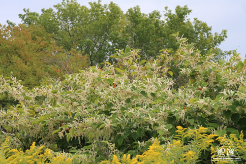 101 Tommy Thompson Park ~最後の奇跡~_c0211532_2242573.jpg
