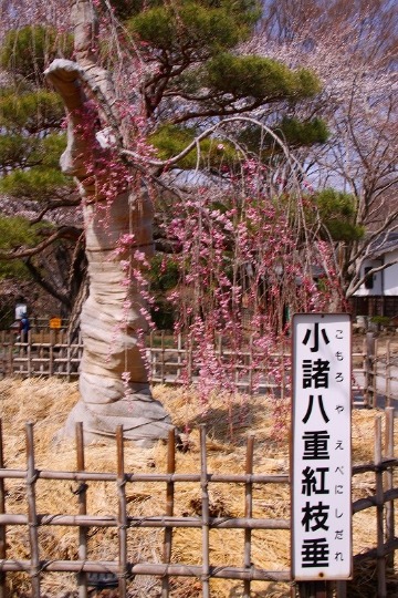 信州　城址桜紀行（小諸城）_f0229832_1685440.jpg