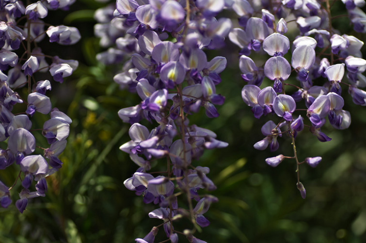 藤の花ー英勝寺と別願寺　　2011-05-06　_c0153534_20281921.jpg