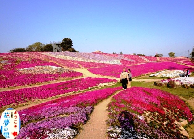 世羅高原の芝桜 三上博康 江鷹会の談話室 世羅高原の芝桜 三上博康 江鷹会の談話室