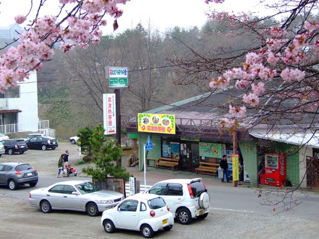 桜咲く_a0179837_22432648.jpg