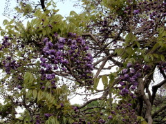 c0097838_21424065.jpg