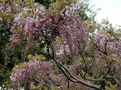 c0097838_2143066.jpg