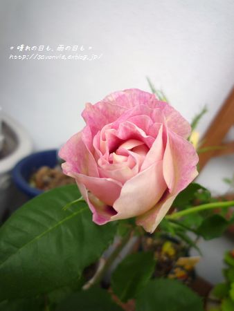 c0193639_1774672.jpg