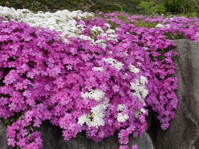 六日町の銭淵公園の桜_a0084753_9292188.jpg