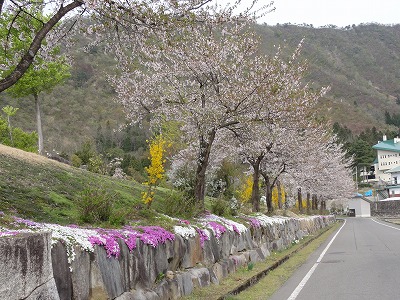 六日町の銭淵公園の桜_a0084753_929481.jpg