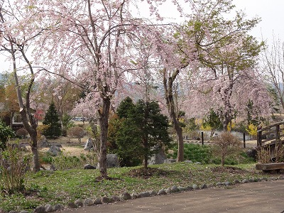 六日町の銭淵公園の桜_a0084753_930629.jpg