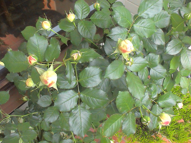 5月の薔薇。_e0060555_20184815.jpg