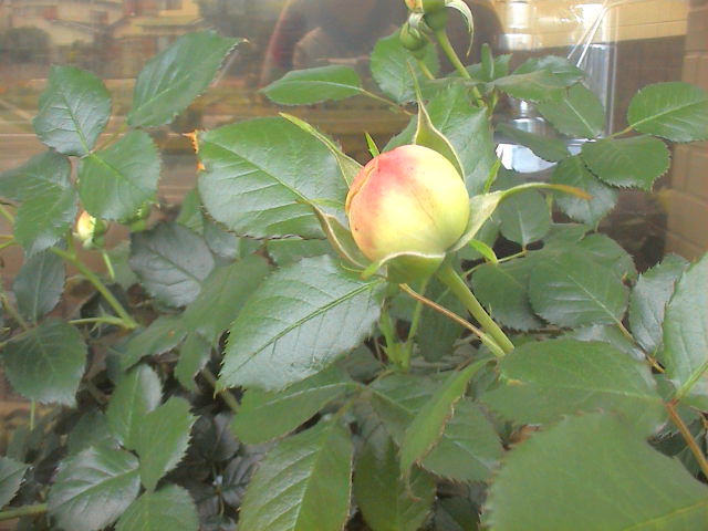 5月の薔薇。_e0060555_20214774.jpg