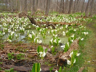 2011年網走湖畔　呼人の水芭蕉_e0004756_20203413.jpg