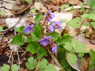 2011年網走湖畔　呼人の水芭蕉_e0004756_20565694.jpg