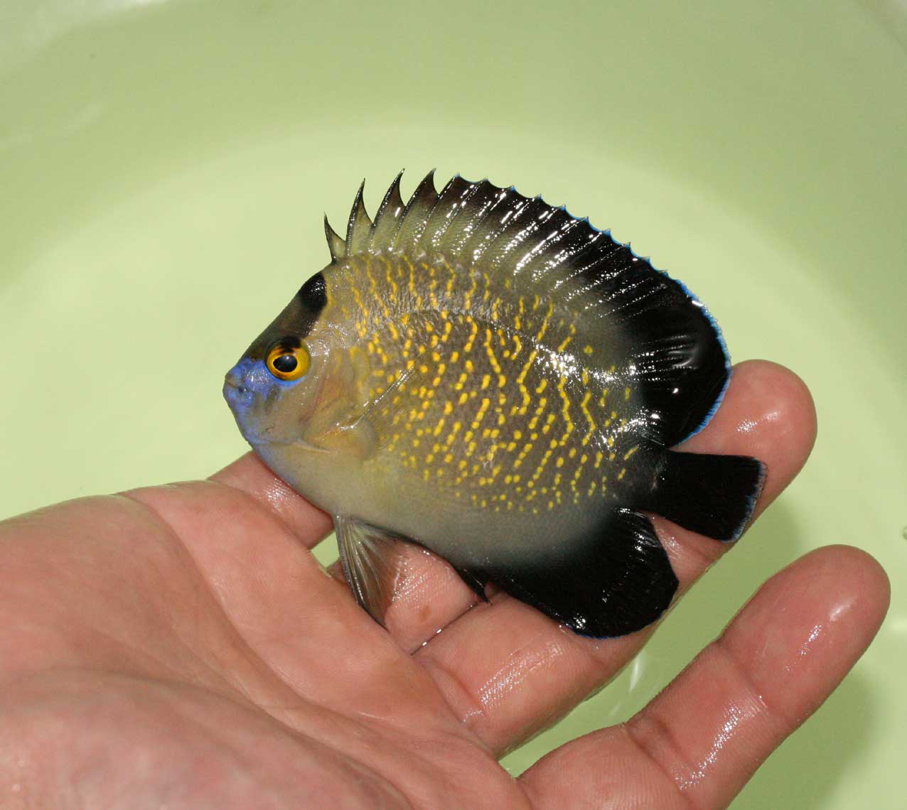 激レア キイロハギ 海水魚 ハワイ産