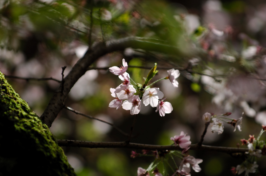 学校の桜_b0228461_375370.jpg