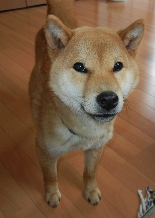 2011年5月7日(土)連休中の雨の日は・・・_f0060461_1554037.jpg