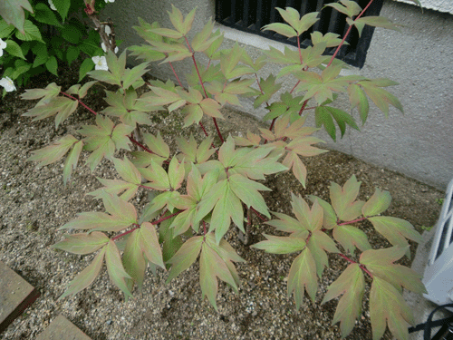 d0137664_11284191.gif