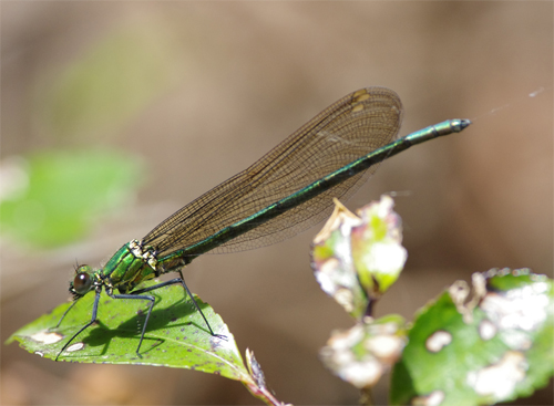 Trigomphusの楽園_e0167571_1864560.jpg