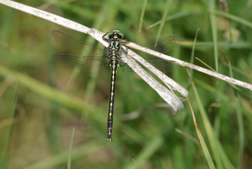 Trigomphusの楽園_e0167571_1874435.jpg