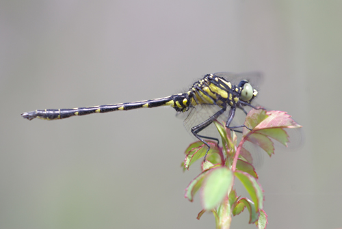 Trigomphusの楽園_e0167571_1883044.jpg