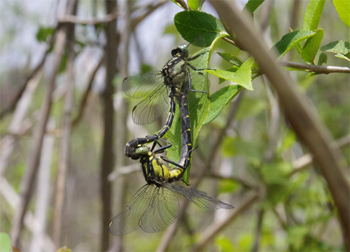 Trigomphusの楽園_e0167571_1885864.jpg