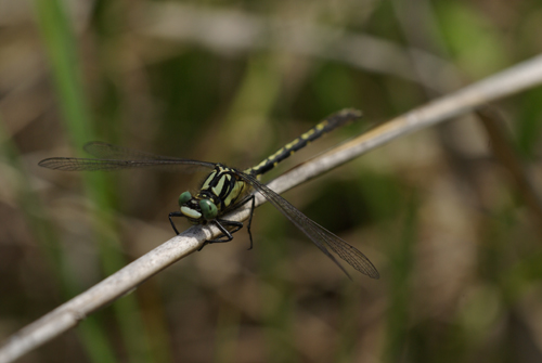 Trigomphusの楽園_e0167571_188666.jpg
