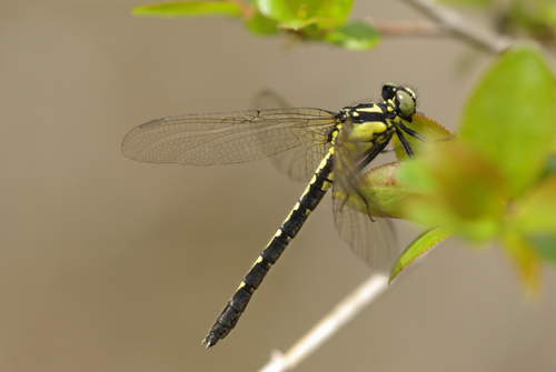 Trigomphusの楽園_e0167571_1892785.jpg