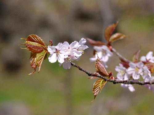 有珠・善光寺の桜_d0084473_2023444.jpg