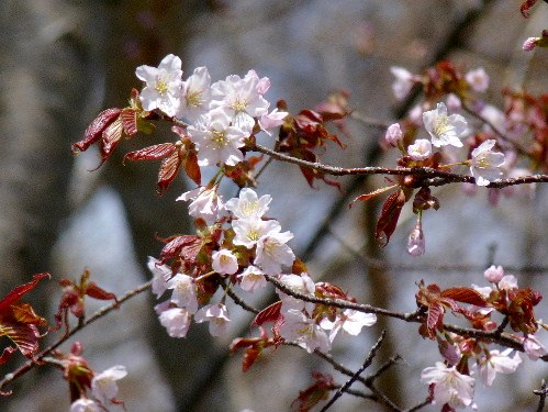 有珠・善光寺の桜_d0084473_20235345.jpg