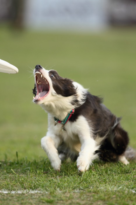 JFA茨城つくば 頑張った犬たち_f0180075_21322082.jpg