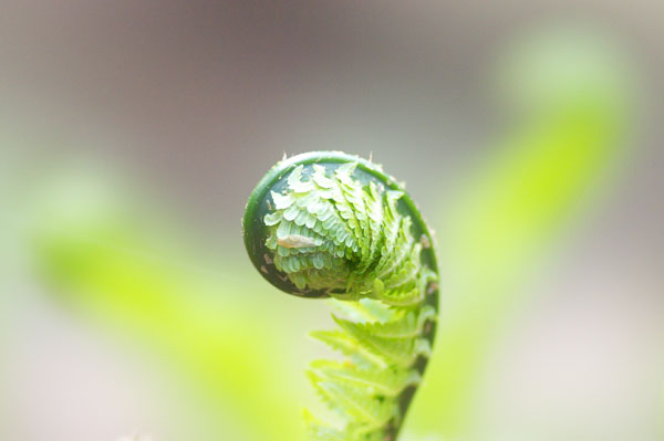 Green leaves_b0183877_21254392.jpg