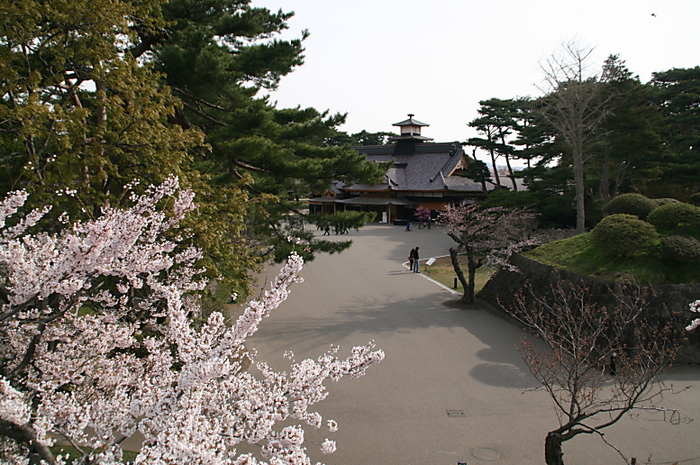 ２０１１　函館の桜　　五稜郭公園　１　嬉しい出会い_c0112479_15585556.jpg