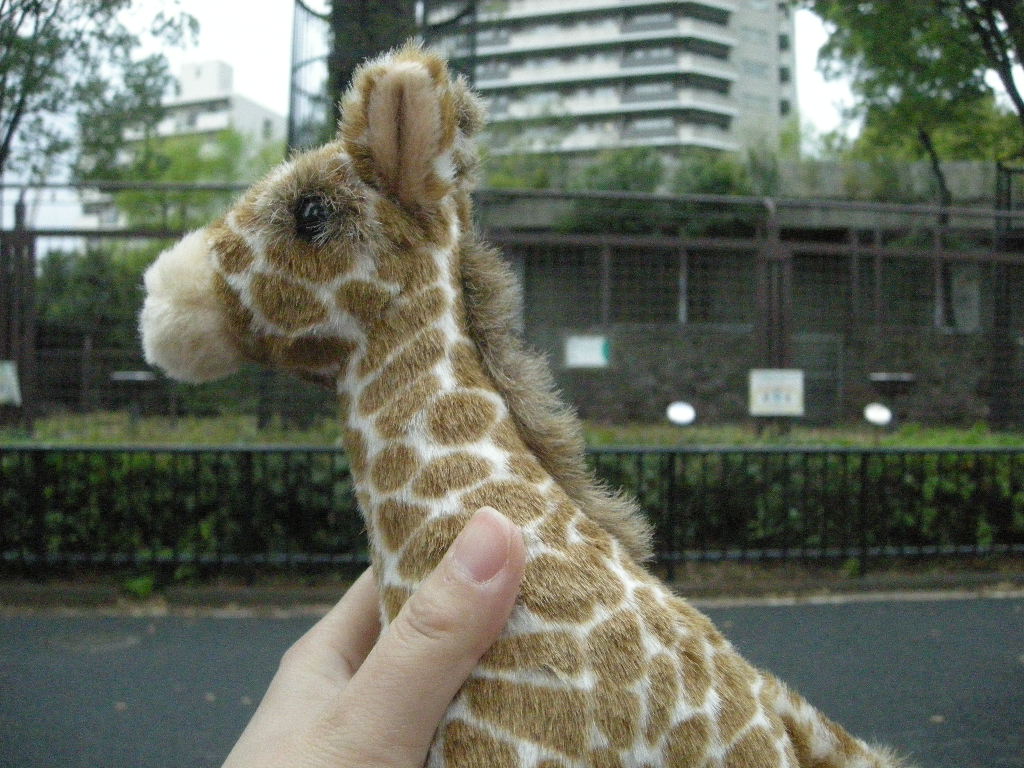 上野動物園とキリンと私_a0105981_17362270.jpg