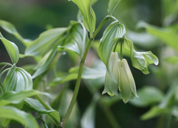 庭のユリ科植物 寧楽悠々自然流