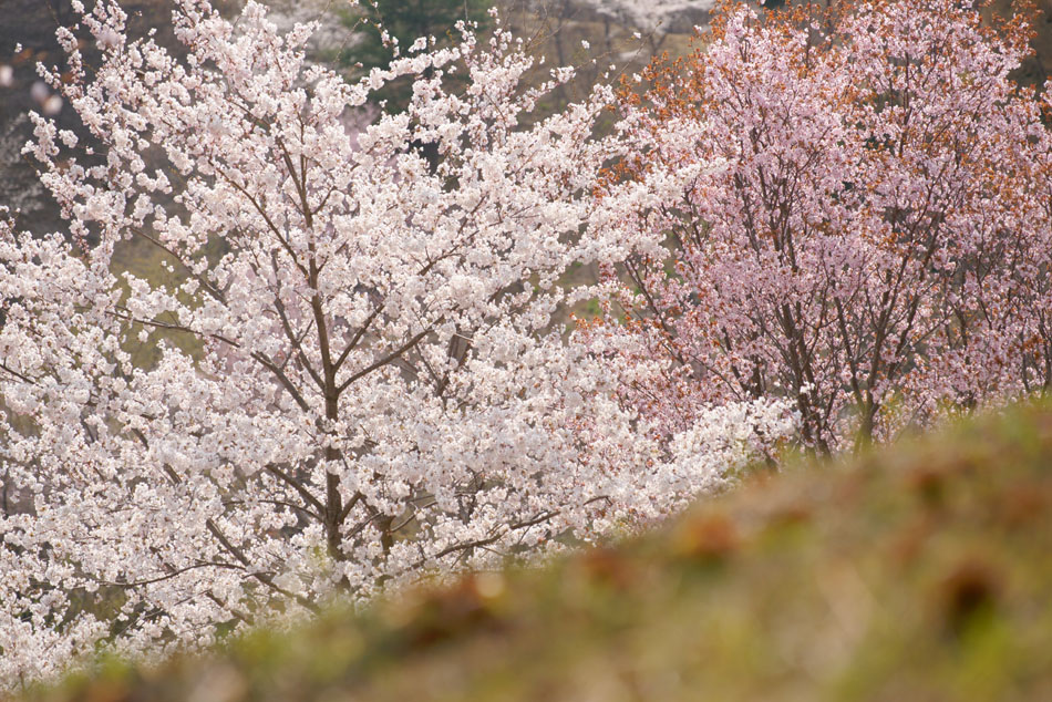 sakura 2011_f0063686_12342034.jpg