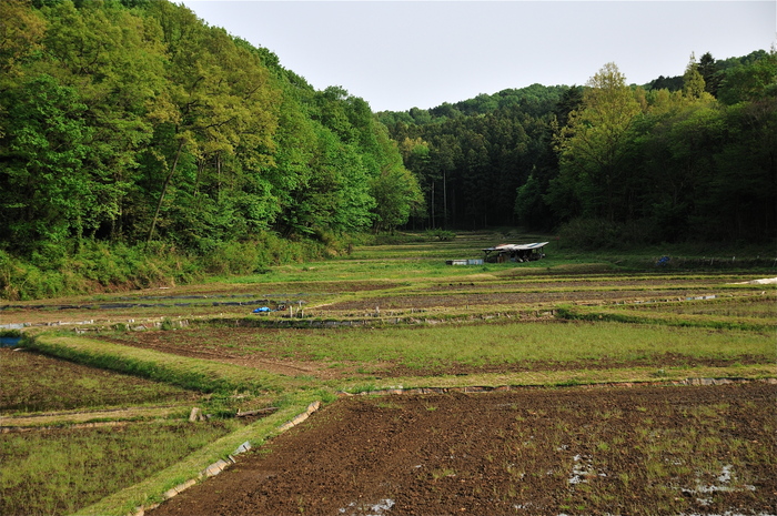 里山3　奥武蔵　2011.05.04_b0217090_1739498.jpg