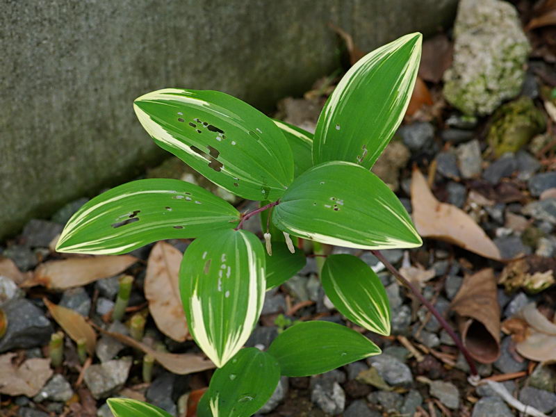 f0204094_2057585.jpg