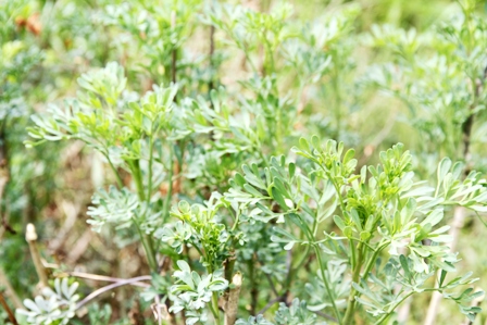 e0188897_1542089.jpg