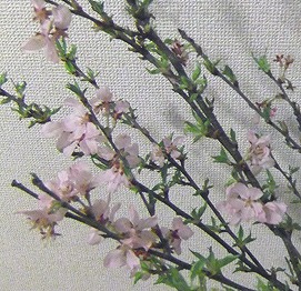 b0219399_10385331.jpg