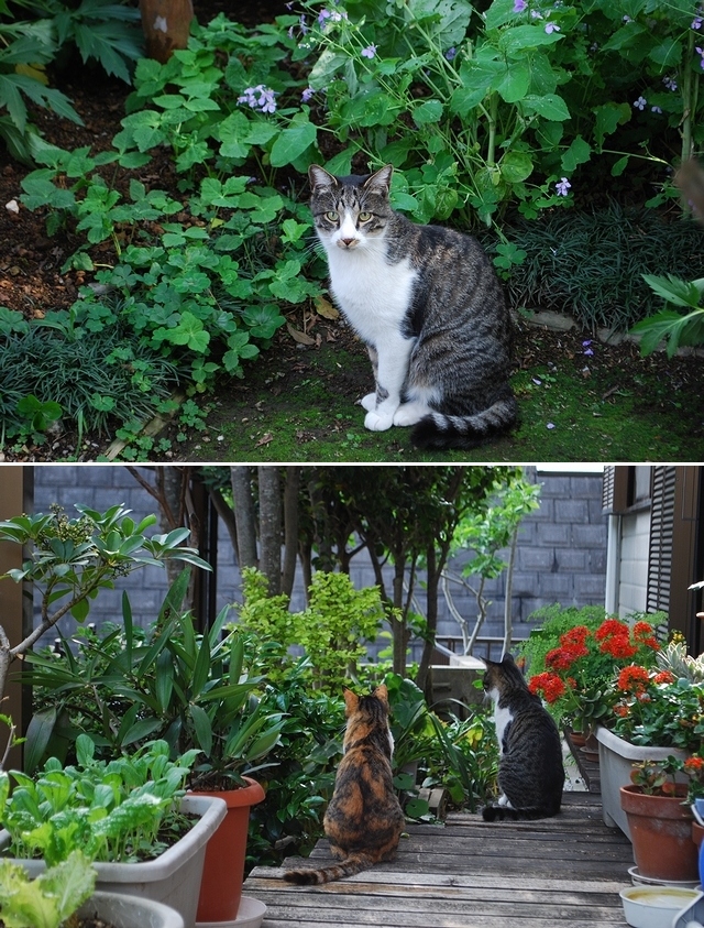 やさしい雨 のち 曇りで 30℃_a0190302_20444594.jpg