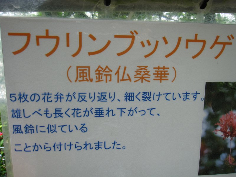 23.05.02 　　     とっとり花回廊　　　足立美術館_b0124306_2372869.jpg