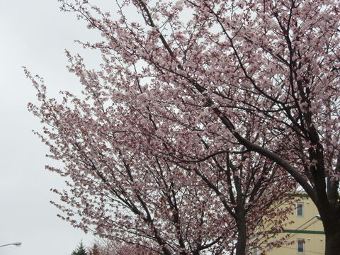 今日の桜 パートⅡ_b0198109_1628233.jpg