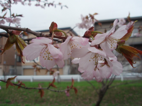 今日の桜　パートⅡ_b0198109_1630176.jpg