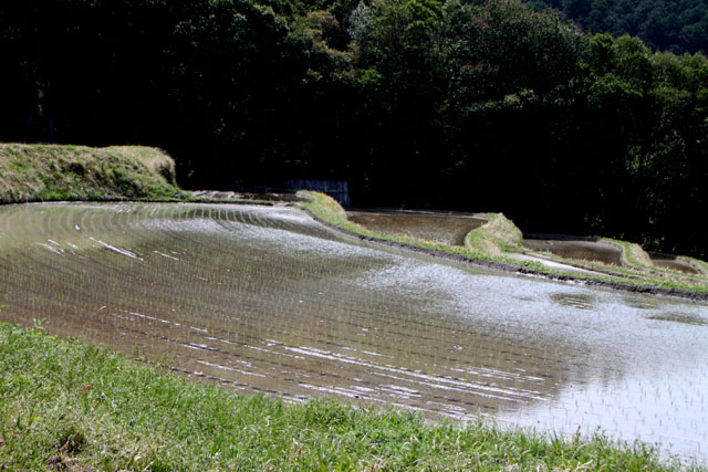 越畑 樒原の棚田_e0048413_1824399.jpg