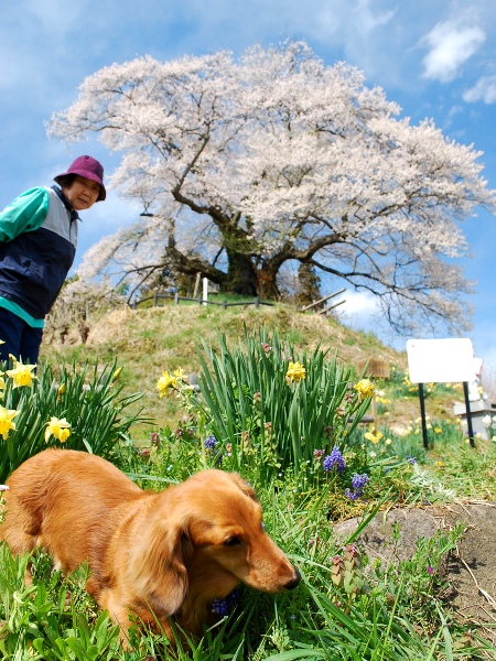発地の桜2011_c0177814_17341612.jpg